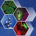 IV Всероссийская Конференция по молекулярной онкологии