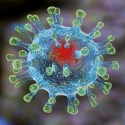 Перспективы защиты от коронавируса с применением «лечебного» вируса Сендай